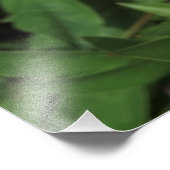 36 "x24" roze pioenen foto afdruk (Hoek)