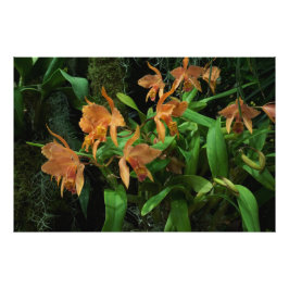 36"x24" Sinaas Orchideeën Foto Afdruk