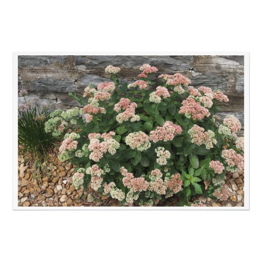 36"x24" Succulent Foto Afdruk (Voorkant)