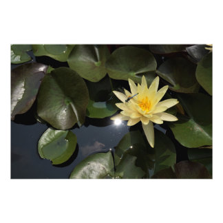 36"x24" Waterlelie Foto Afdruk