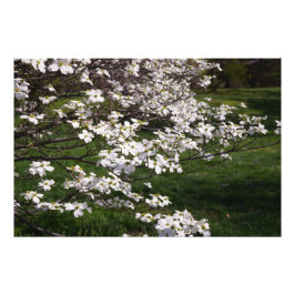 36"x24" Witte Bloesemboom Foto Afdruk