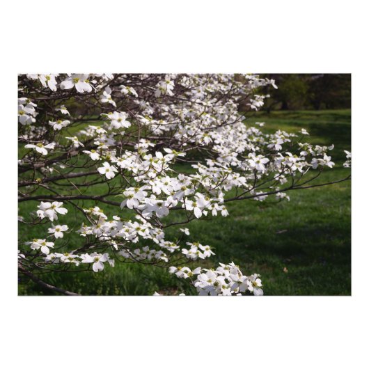 36"x24" Witte Bloesemboom Foto Afdruk (Voorkant)