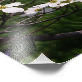 36"x24" Witte Bloesemboom Foto Afdruk (Hoek)