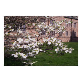 36"x24" Witte Bloesemboom Foto Afdruk