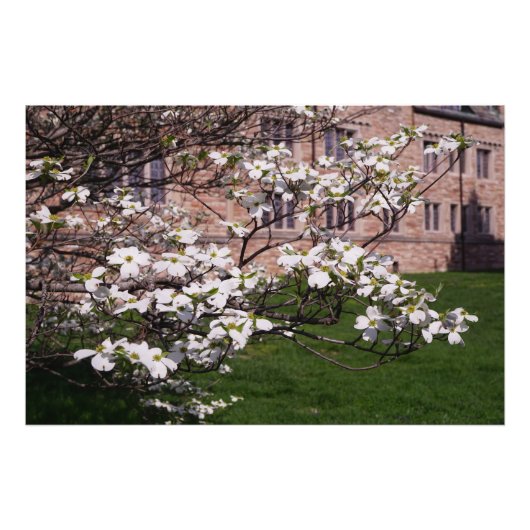 36"x24" Witte Bloesemboom Foto Afdruk (Voorkant)