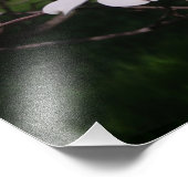 36"x24" Witte Bloesemboom Foto Afdruk (Hoek)