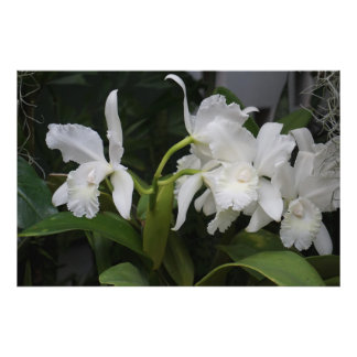 36"x24" Witte Orchideeën Foto Afdruk