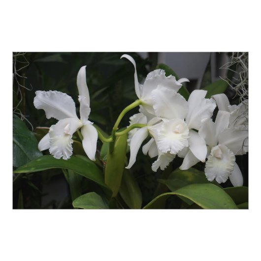 36"x24" Witte Orchideeën Foto Afdruk (Voorkant)