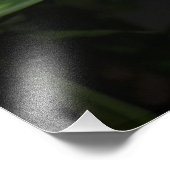 36"x24" Witte Orchideeën Foto Afdruk (Hoek)