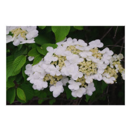36"x24"Witte Viburnum Foto Afdruk