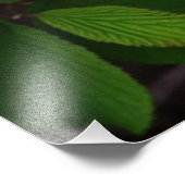 36"x24"Witte Viburnum Foto Afdruk (Hoek)