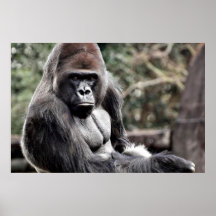 36 X 24 GORILLA PREMIUM CANVAS GLANS POSTER
