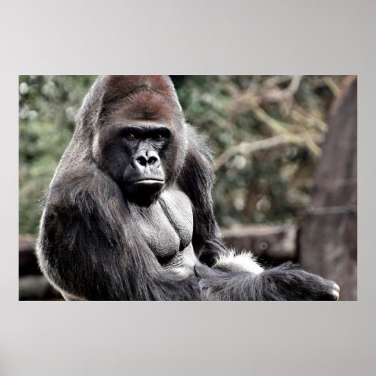 36 X 24 GORILLA PREMIUM CANVAS GLANS POSTER (Voorkant)