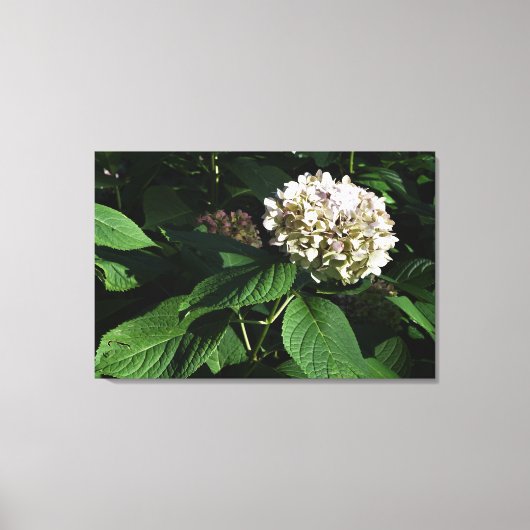 36 x 24-inch paniekhortensia canvas afdruk (Voorkant)