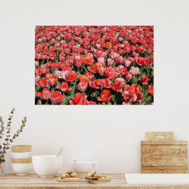 36 x 24-inch rode Tulpen Poster