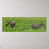 36x12 Poster papier (Matte) met een vloeiend gaas (Voorkant)