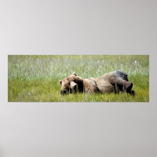 36x12 Poster papier (steen) van grizzly beer (Voorkant)