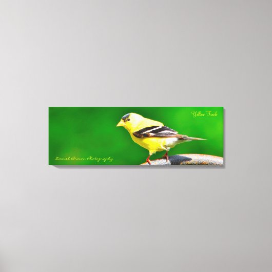 36x12x1.5 Wrapped Canvas Foto Yellow Finch (Voorkant)