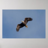 36x24 Bald Eagle in Flight Poster (Voorkant)