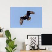 36x24 Bald Eagle tijdens de vlucht Poster (Thuiskantoor)
