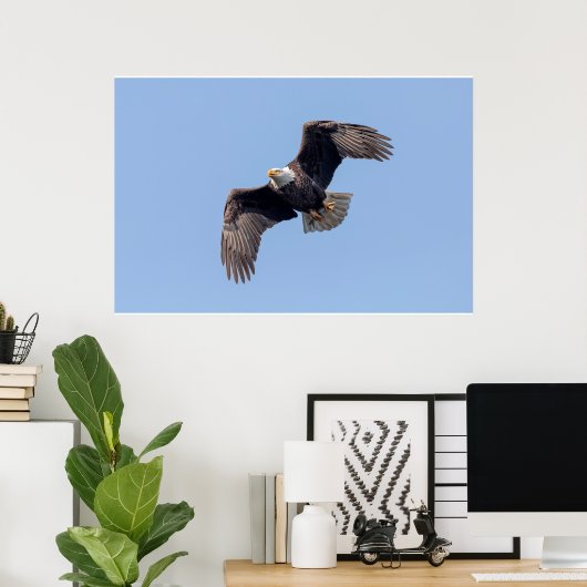 36x24 Bald Eagle tijdens de vlucht Poster (Thuiskantoor)