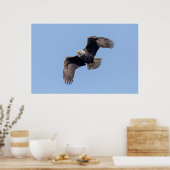 36x24 Bald Eagle tijdens de vlucht Poster (Keuken)