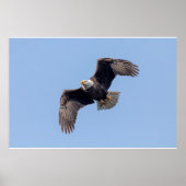36x24 Bald Eagle tijdens de vlucht Poster (Voorkant)