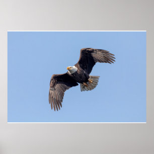 36x24 Bald Eagle tijdens de vlucht Poster