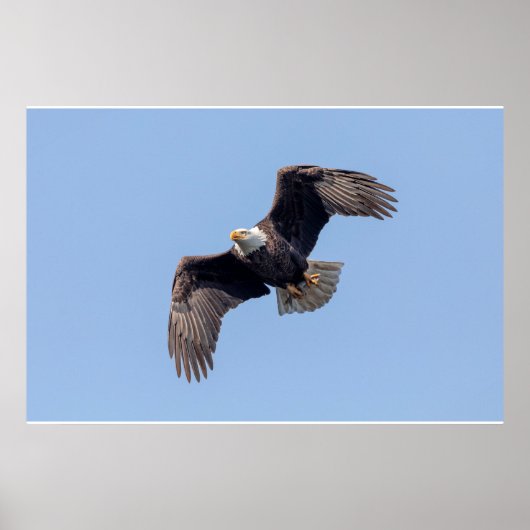 36x24 Bald Eagle tijdens de vlucht Poster (Voorkant)