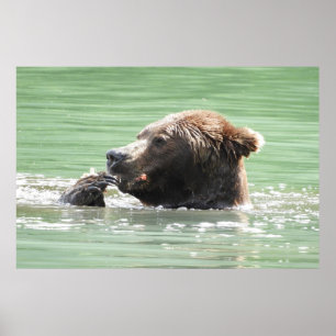 36x24 Poster papier (matte) van grizzly beer