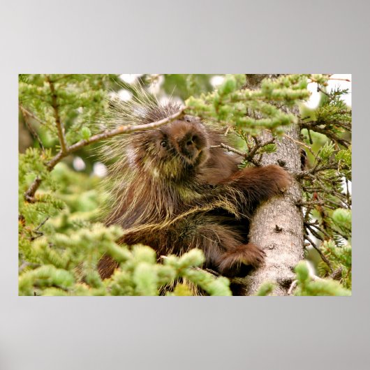 36x24 Poster papier (Matte) van porcupine (Voorkant)