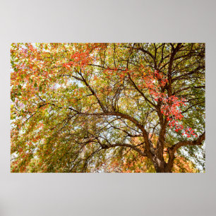 36x24 Poster voor wandelen