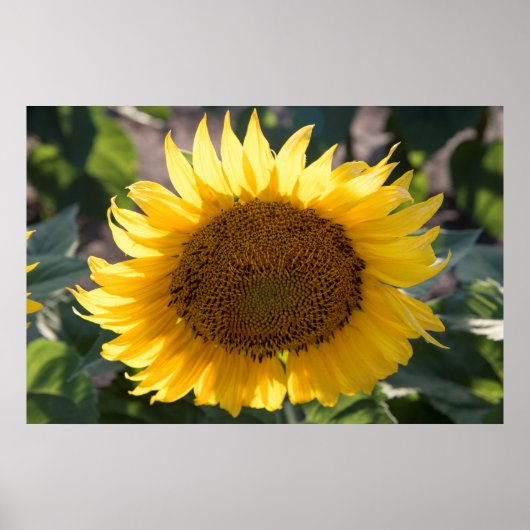 36x24 Poster voor wandelen (Voorkant)