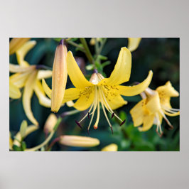 36x24 Poster voor wandelen