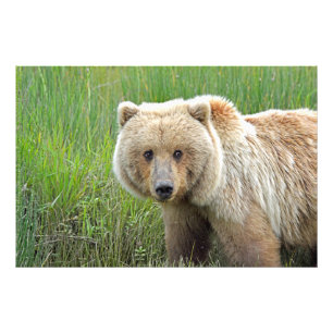 36x24 Satin foto van grizzly beer Foto Afdruk
