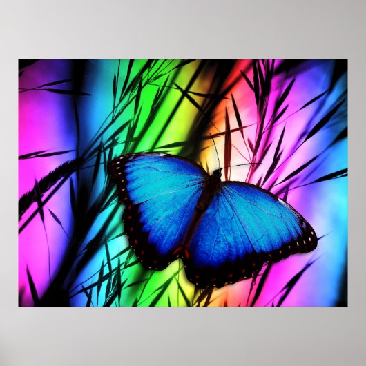 370729 RAINBOW DIGITALE BUTTERFLY REALISME ACHTERG POSTER (Voorkant)