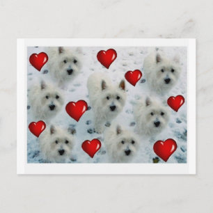3.5 2.7 Westie Hearts Nieuw XVZ 3.5 2.7 Z.JPG Briefkaart