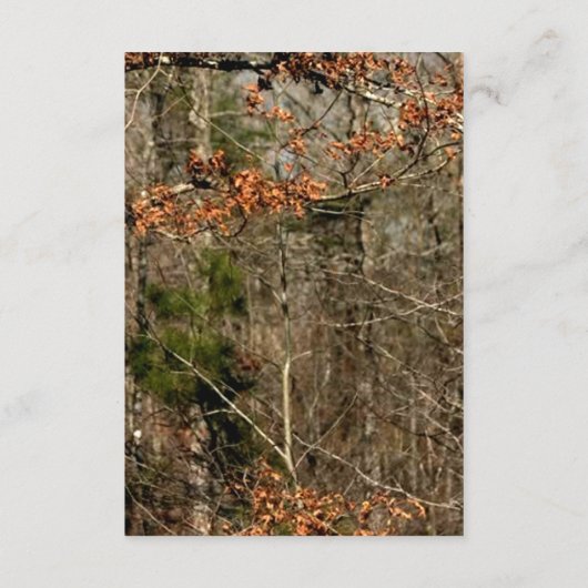 3.5x7 Ontvangstkaart Hertenstel Hinde Hert Camo Informatiekaartje (Achterkant)