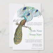 3 Aqua Peacock  veren en vogel Kaart (Voorkant)