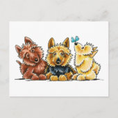 3 Australische Terriers Briefkaart (Voorkant)