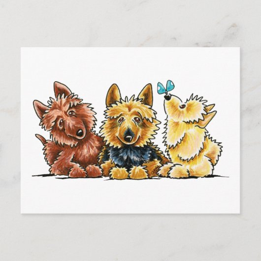 3 Australische Terriers Briefkaart (Voorkant)