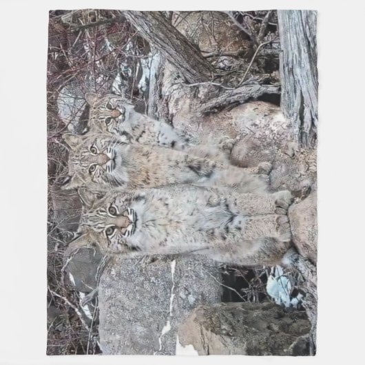 3 BOBCATS FLEECE DEKEN (Voorkant)