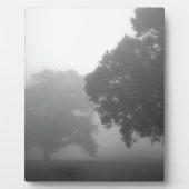 3 bomen fotoplaat (Voorkant)