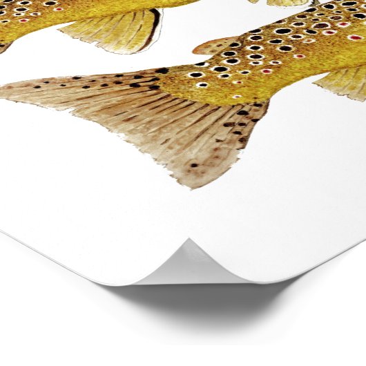 3 Bruine forel Poster (Hoek)