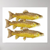 3 Bruine forel Poster (Voorkant)