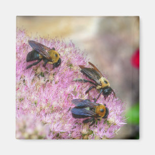 3 Bumblebijen Magneet