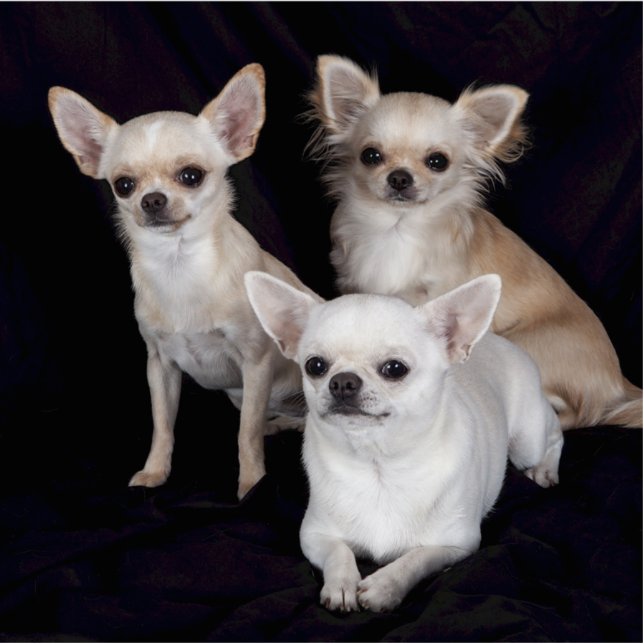 3 chihuahua fotobeeldje sleutelhanger (Voorkant)