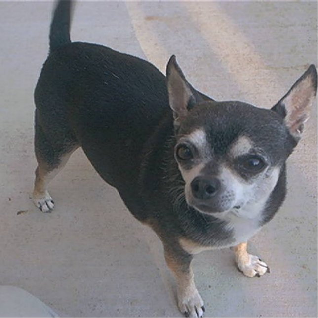 3 Chihuahua Fotobeeldje Sleutelhanger (Voorkant)