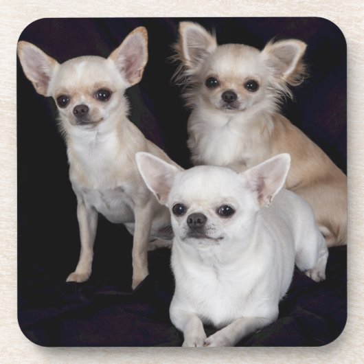 3 chihuahua onderzetter (Voorkant)