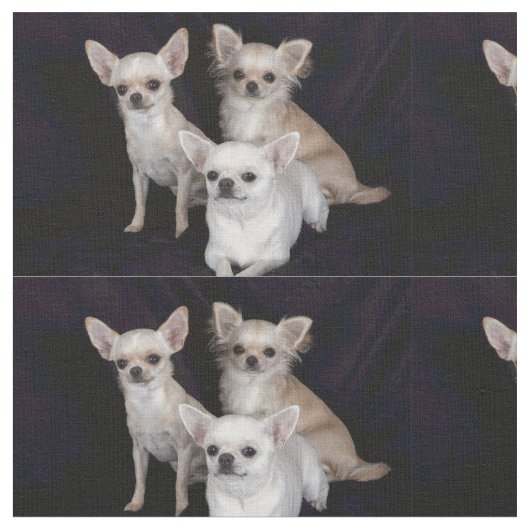 3 chihuahua stof (Close Up)